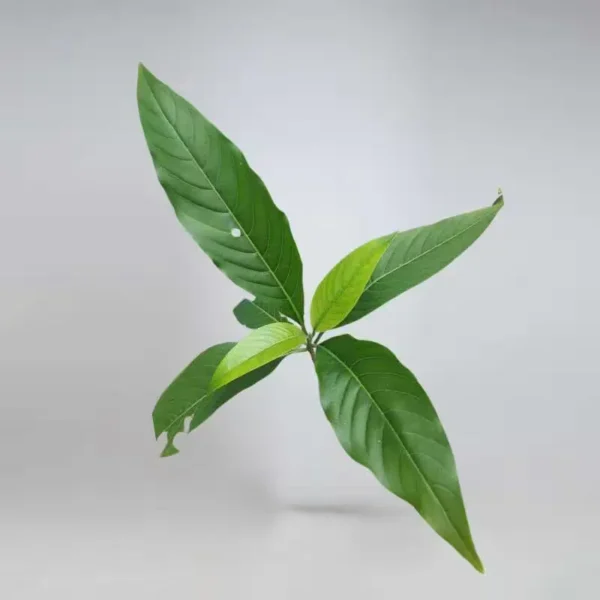 Aadathodai Plant