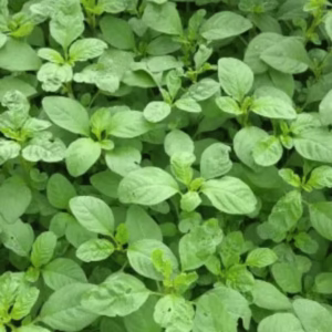 Arai Keerai Seeds