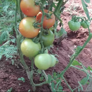 assam gaint dikshow Tomato seeds