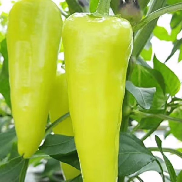 Bajji Chilli seeds