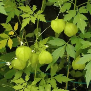 Balloon Vine / Heart Seed Vine