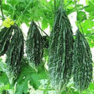 Bitter Gourd Seeds