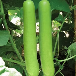 Bottle Gourds Long Seeds