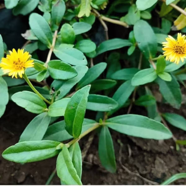 Yellow Bringraj plant