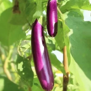 Brinjal Purple Long Seeds
