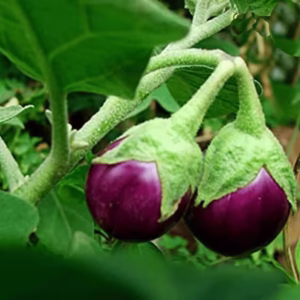 Purple Brinjal Seeds