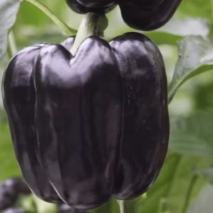 Purple Capsicum seeds