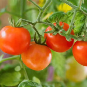 Cherry Tomato Seeds