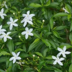 Crepe Jasmine Plant