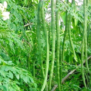 Drumstick Plant
