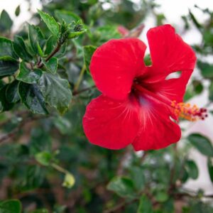 Hibiscus Plant
