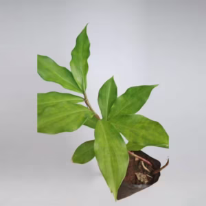 Insulin Plant