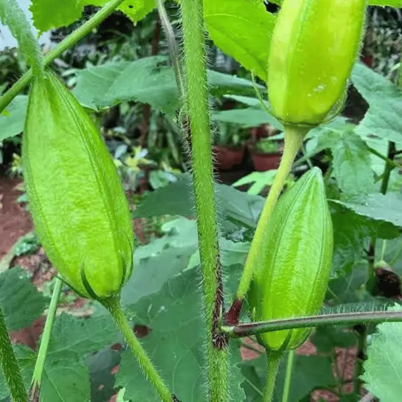 Kasthuri Okra seeds