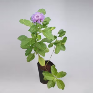 Kesavardhini live plant