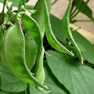 Lablab-Bush seeds