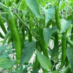 Long Chilli Seeds