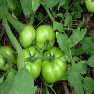 Madanapalli Tomato Seeds