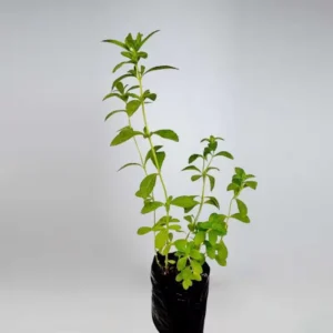Mint Thulsi Plant