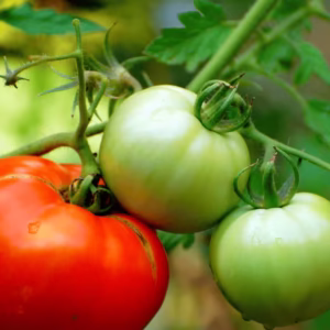 Native Tomato