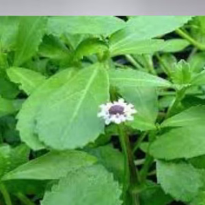 Poduthalai Plant