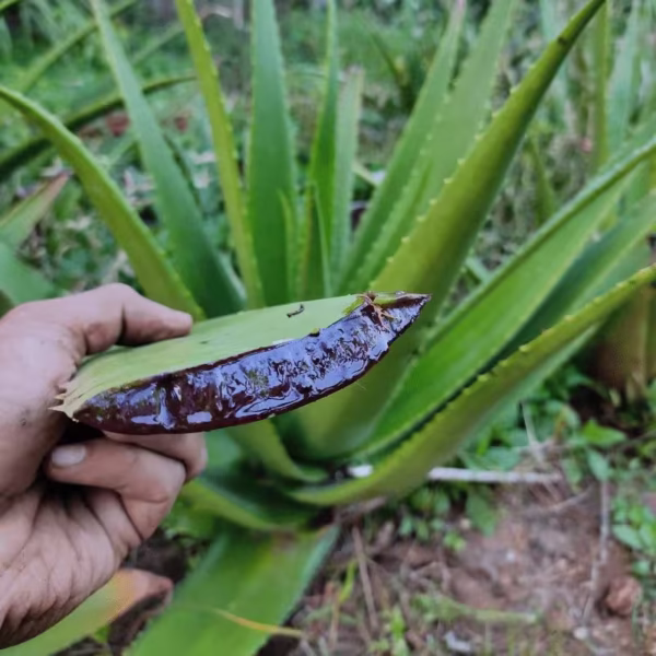Red aloe vera plant cutted