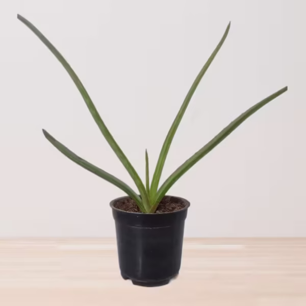 Aloe vera Red live plant
