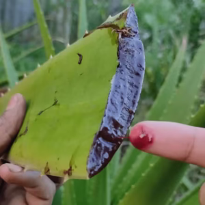 Red Aloe Vera Plant