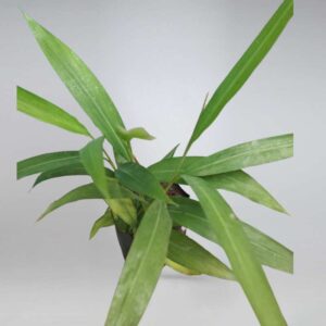 Sitharathai Live Plant