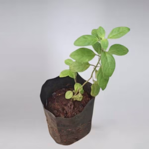 Stevia Plant