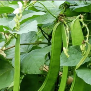 Sword Beans Creeper
