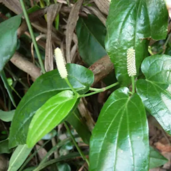 Thipilli Plant
