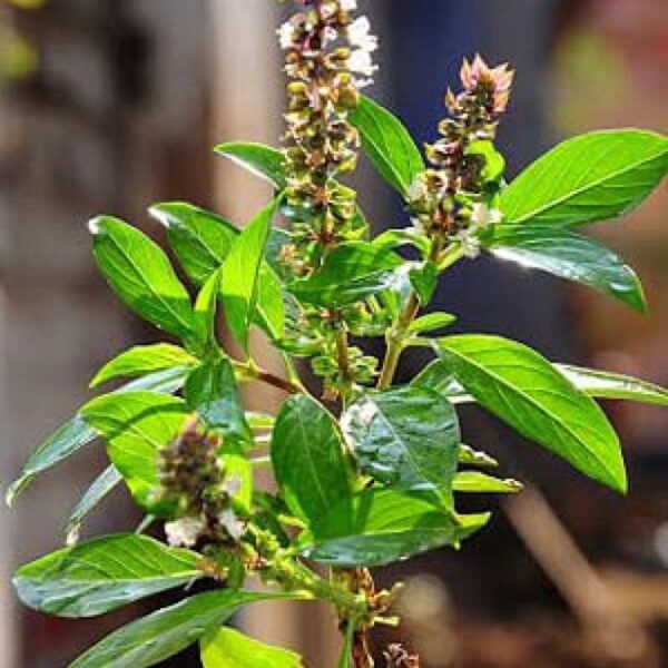 Thiruneetru pachilai