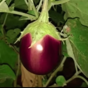 Throned Brinjal Seeds