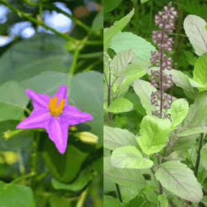 thuthuvalai and thulasi offer