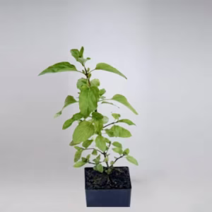 Tulsi Plant