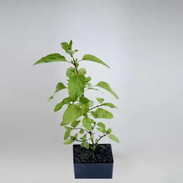 Tulsi Plant
