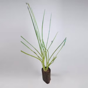 vettiver plant