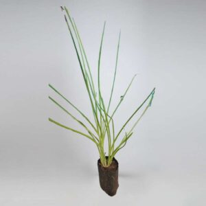 vettiver plant
