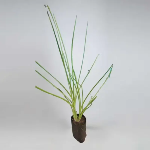 vettiver plant