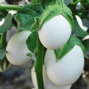 White Round Brinjal Seeds