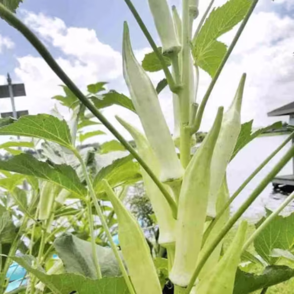 White Okra Seeds
