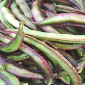 Kodi avarai seeds