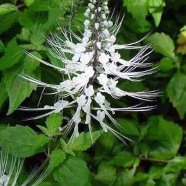 Cat Whiskers Plant