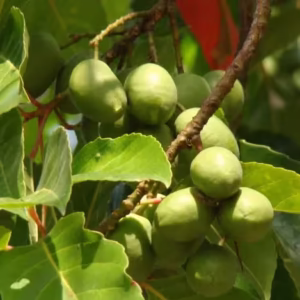 Ceylon Olive Plant