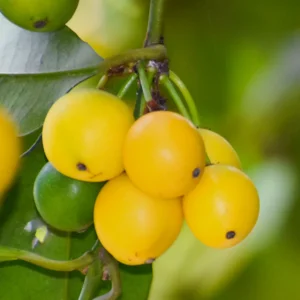 Cherry Mangosteen Fruit