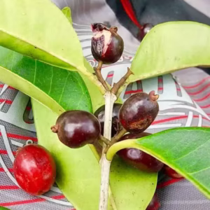 Cherry of paramirim image