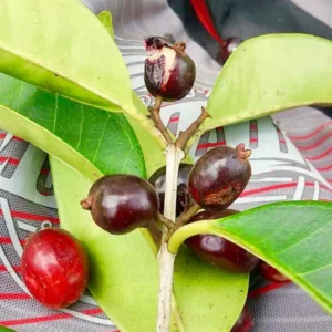 Cherry of paramirim image