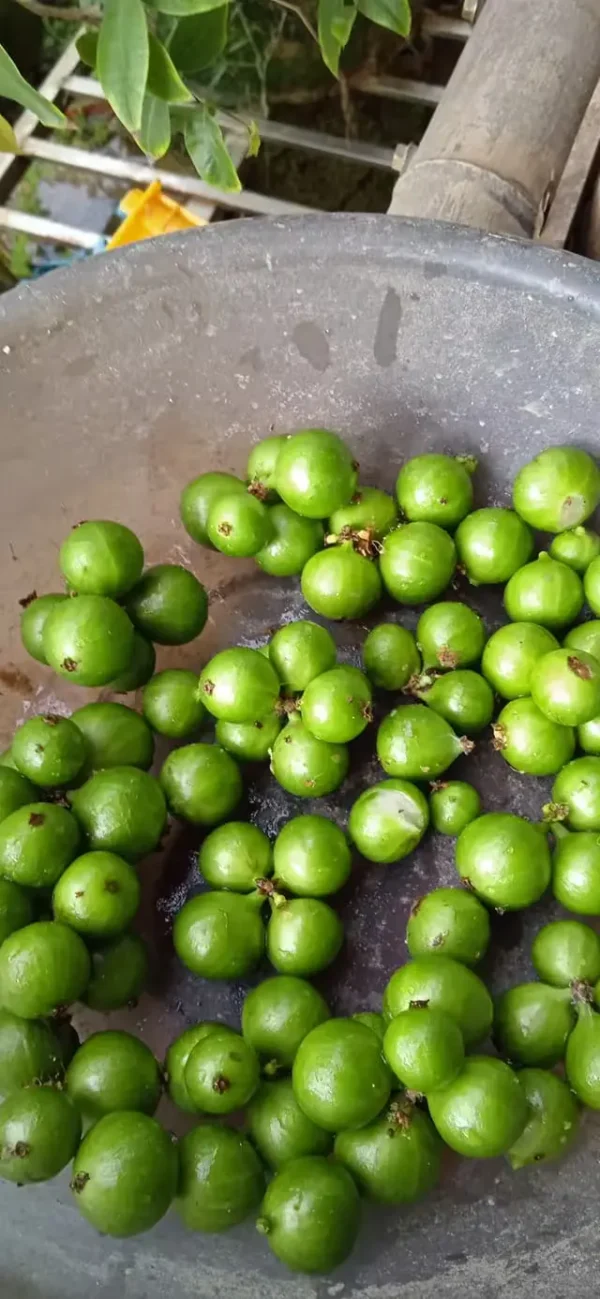 Cristal Green clear fruits