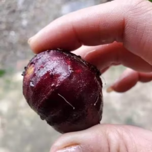 giant red crystal Jaboticaba fruit image