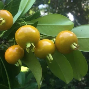 Grumichama-Fruit